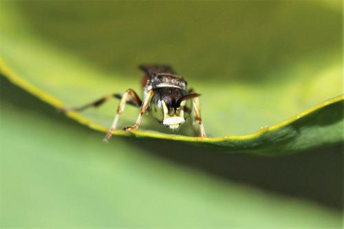 Réf. 182 579 : Harpactus affinis